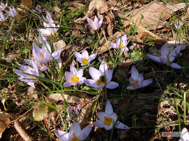 DSCF8660