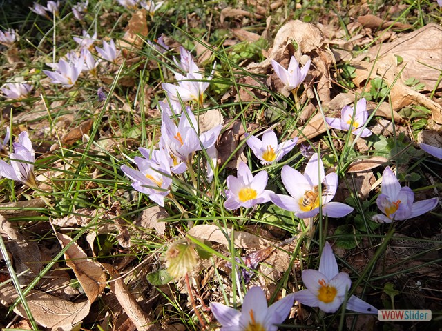 DSCF8661