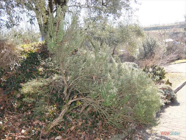 DSCF8681
